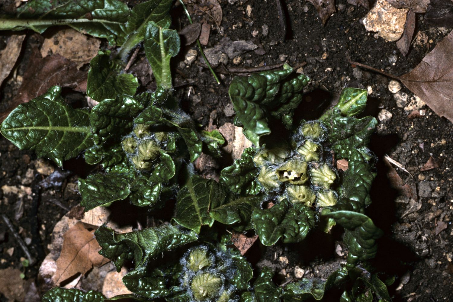 Pianta mandragora&nbsp;