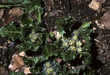 Cos'è la mandragora, perché è tossica e quali sono le leggende della  radice maledetta