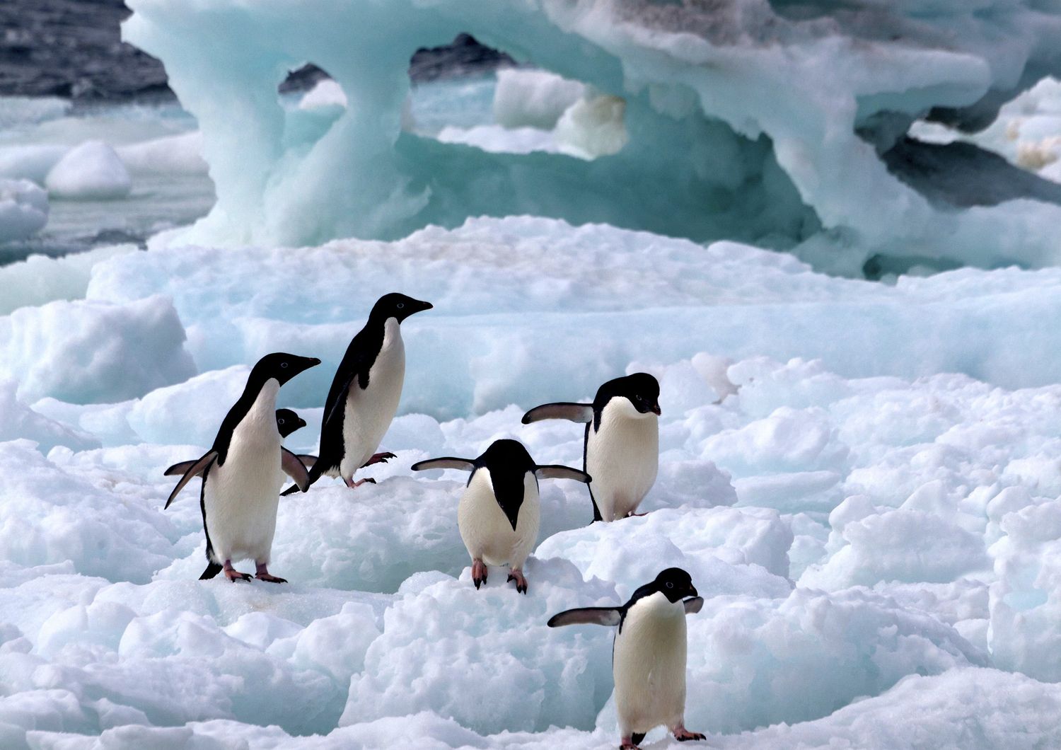 Un gruppo di pinguini di Adelia