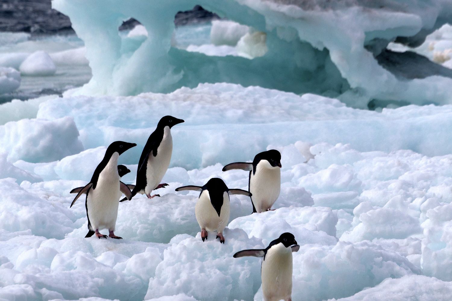 Un gruppo di pinguini di Adelia