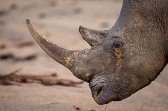Rinoceronte malato