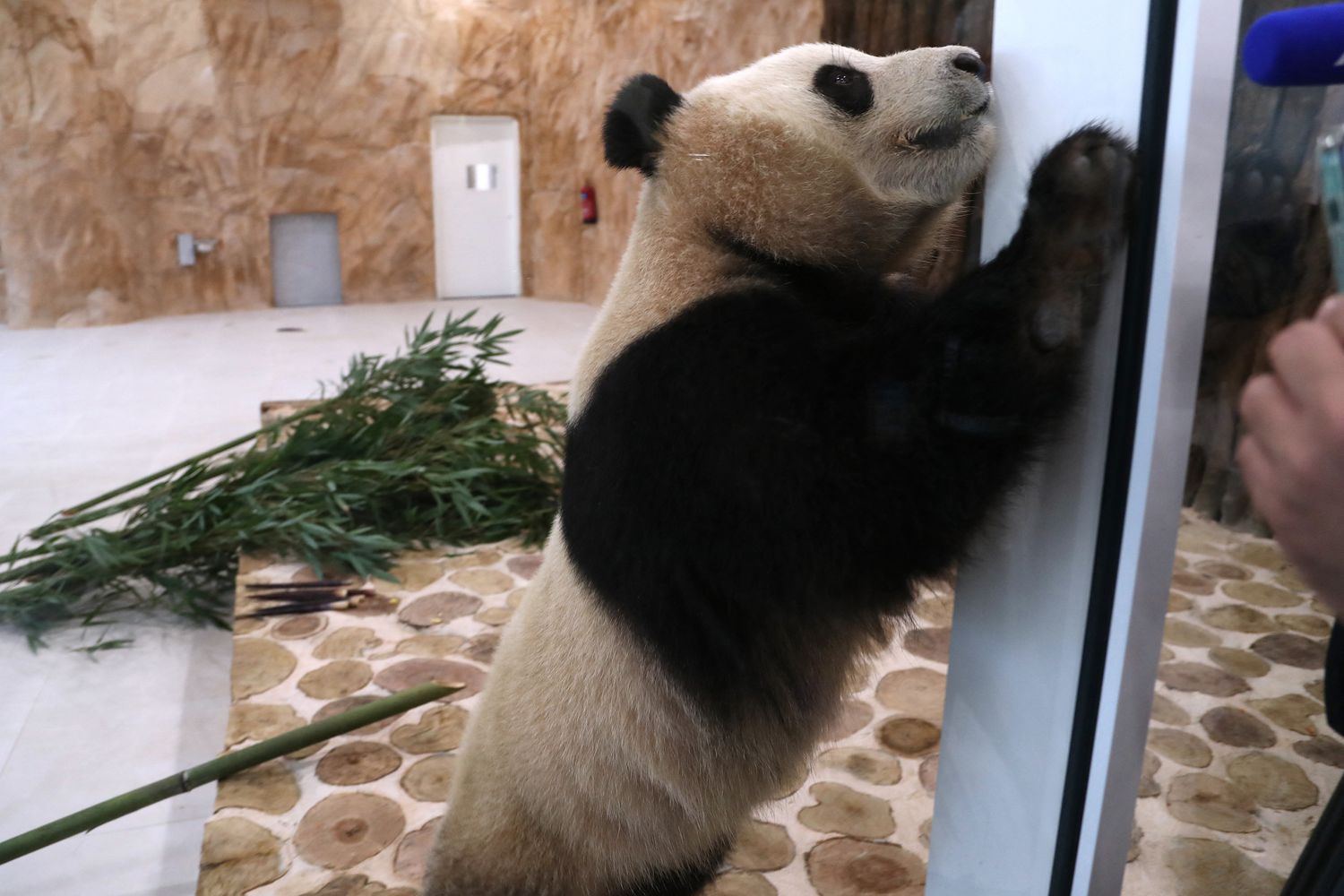 Uno dei panda giganti arrivato in Qatar