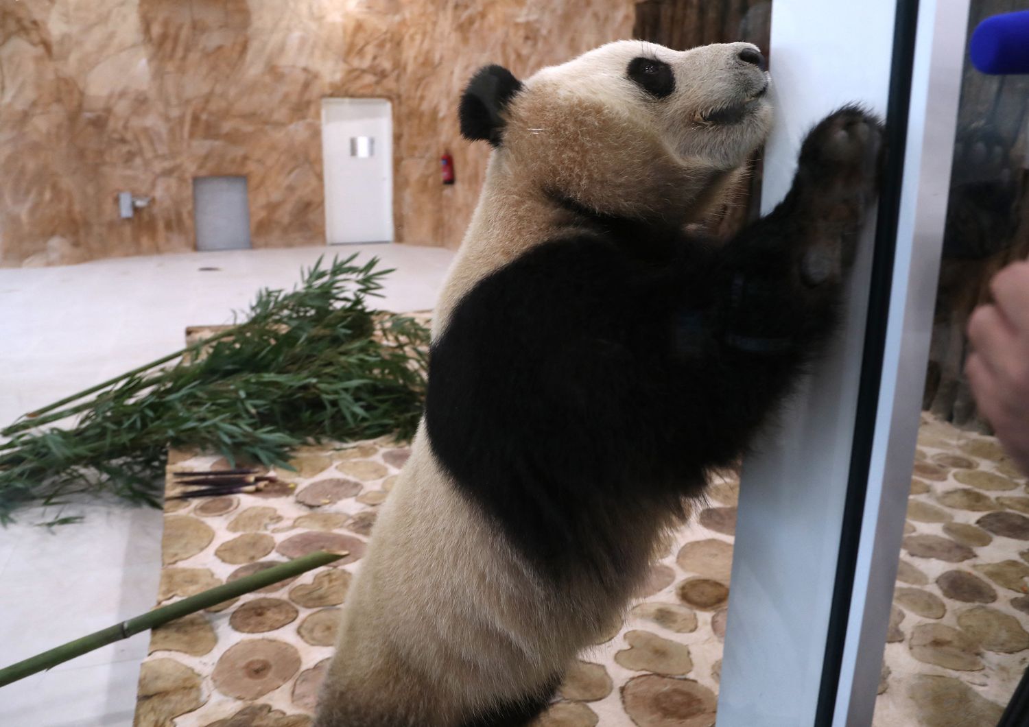 Uno dei panda giganti arrivato in Qatar