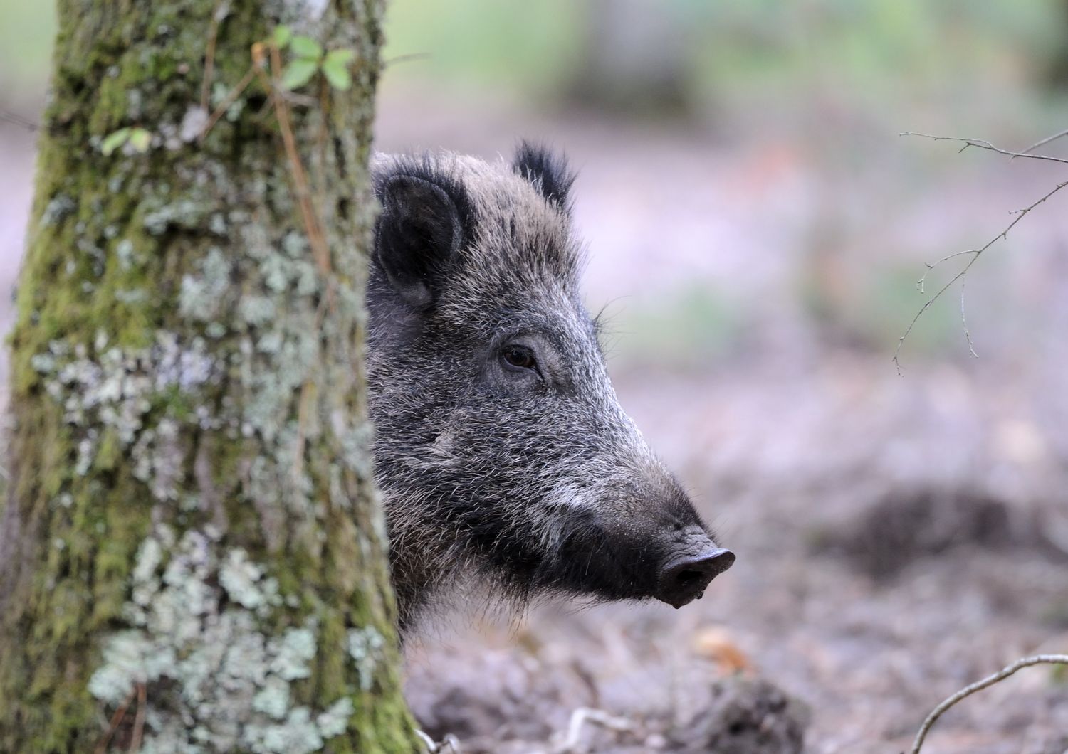 Un cinghiale