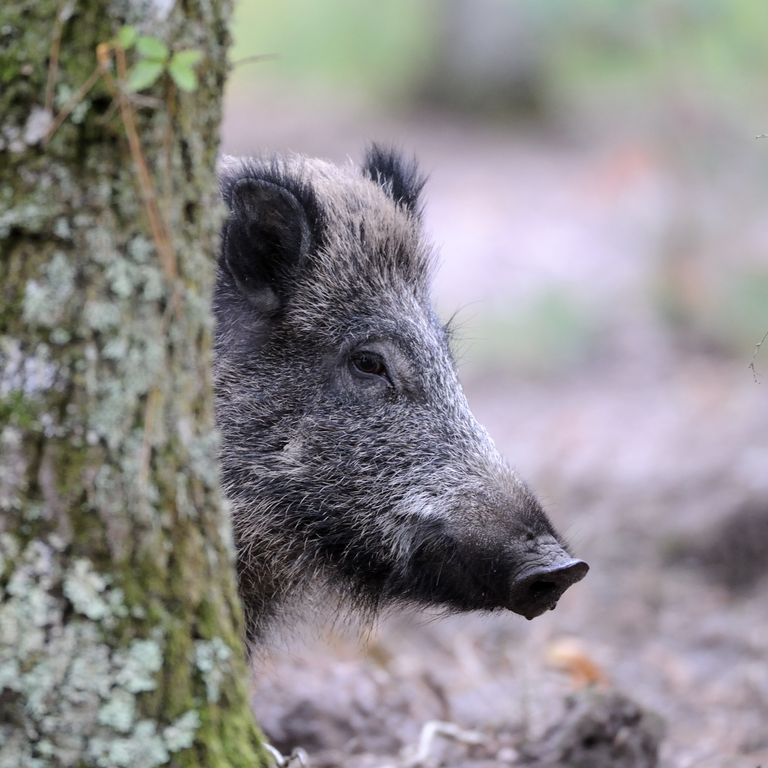 Un cinghiale