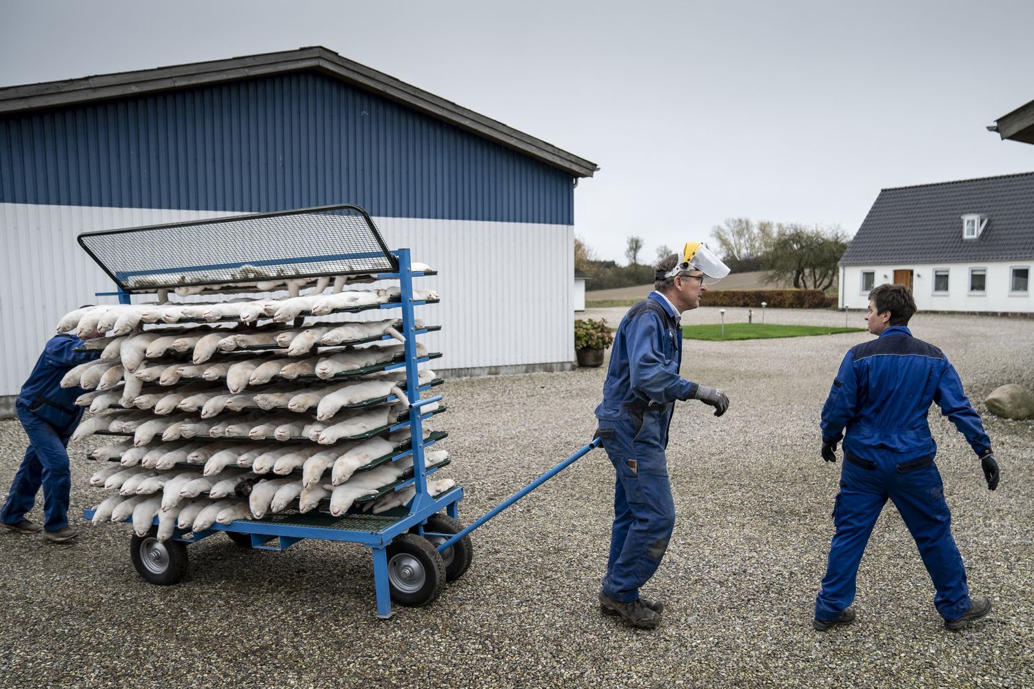 Allevamento di visoni&nbsp;