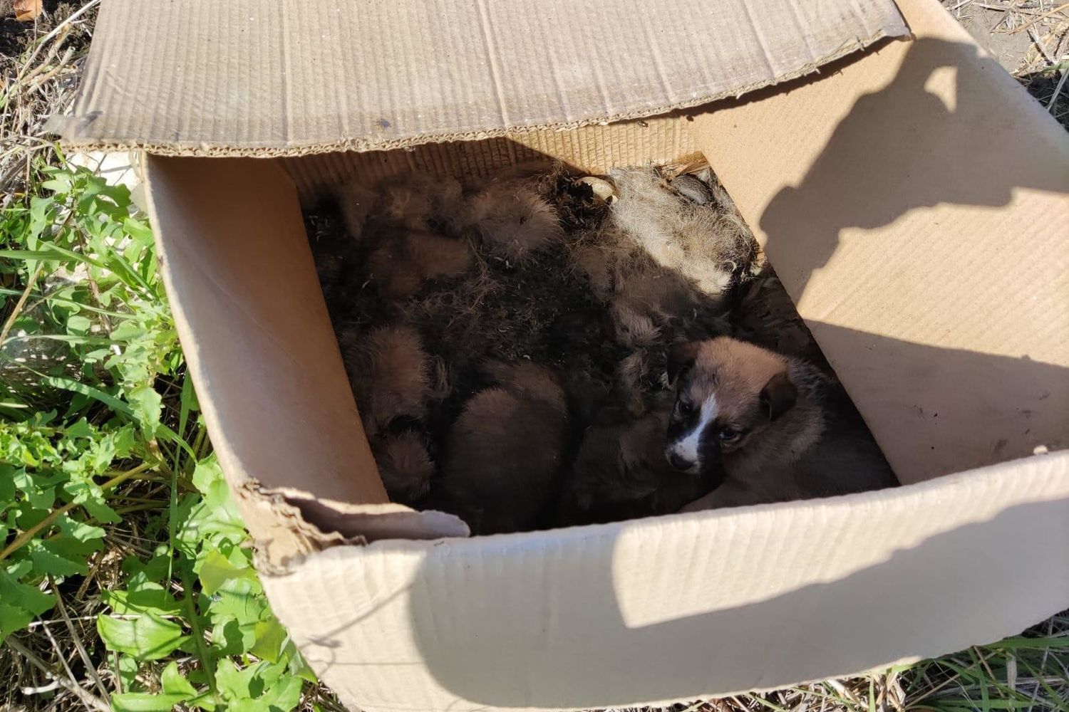 La scatola con i cuccioli abbandonati