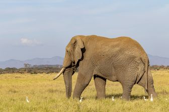 Kenya morta Dida elefantessa piu grande dell&#39;Africa