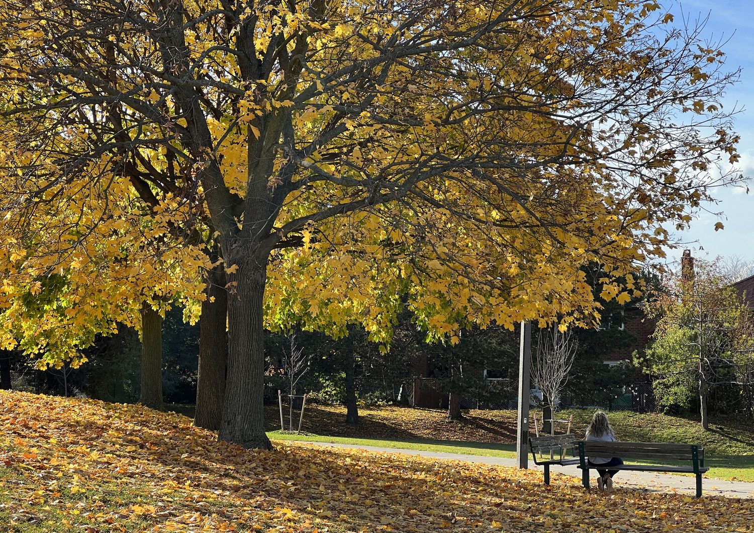 Foglie sugli alberi a Toronto in un novembre insolitamente caldo