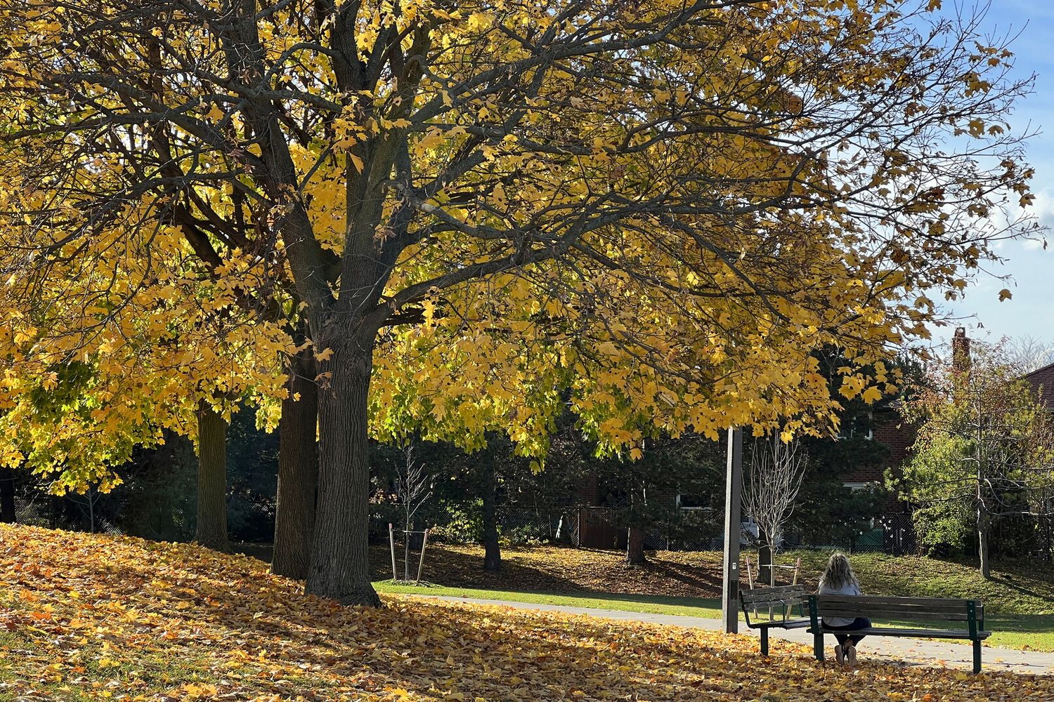 Foglie sugli alberi a Toronto in un novembre insolitamente caldo