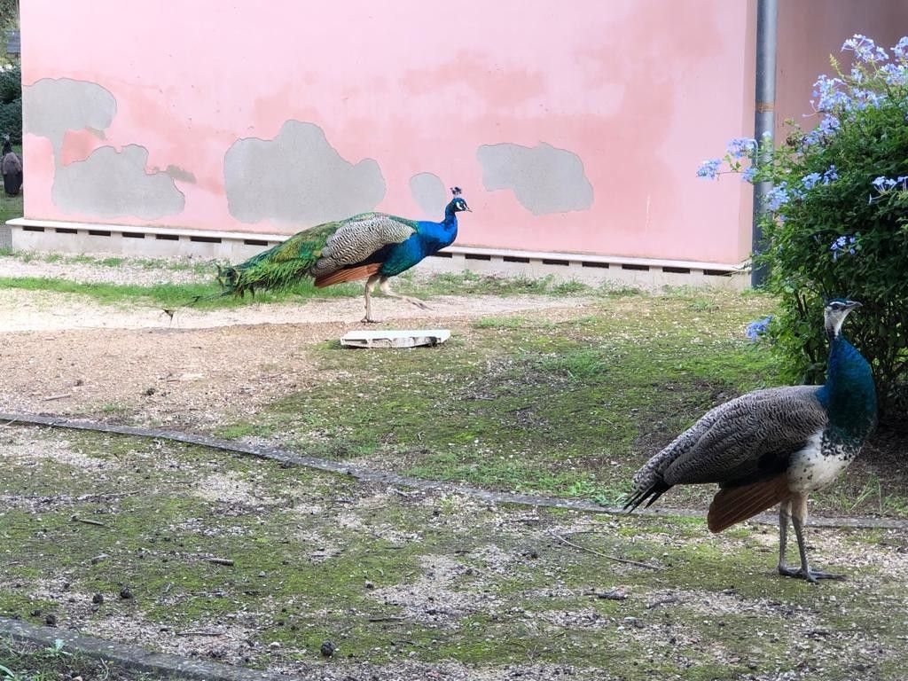 Pavoni nel parco Urbano di Monte Urpinu (Cagliari), chiuso dal 4 novembre 2022 per un focolaio di influenza aviaria