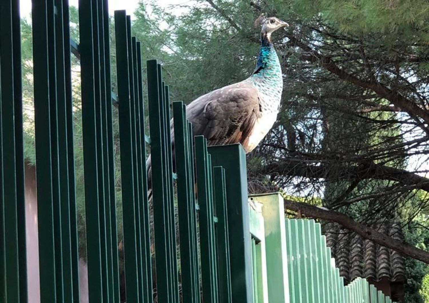 Uno dei pavoni sopravvissuti all'abbattimento di massa dei volatili a Monte Urpinu (Cagliari)