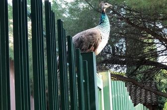 Uno dei pavoni sopravvissuti all'abbattimento di massa dei volatili a Monte Urpinu (Cagliari)