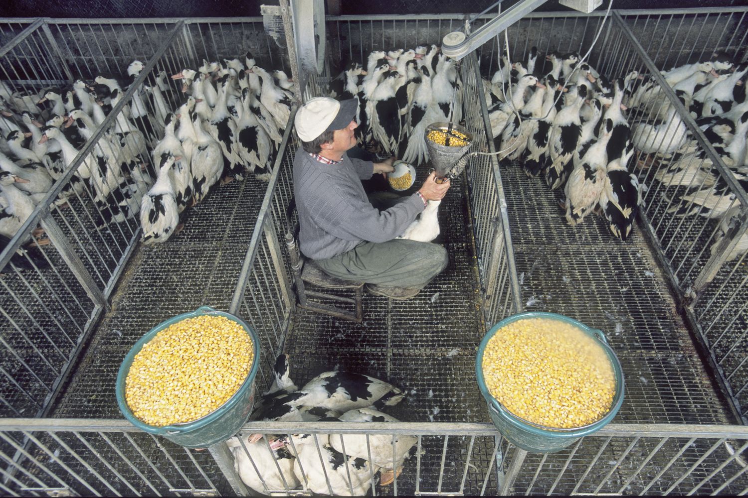 Allevamento di anatre per il Foie gras&nbsp;