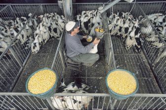 Allevamento di anatre per il Foie gras&nbsp;