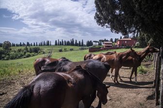 Azienda agricola nel Parco dell'Insugherata&nbsp;