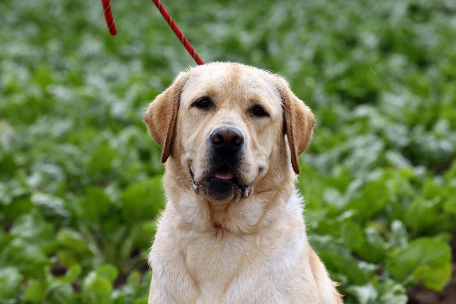 Un cane Labrador