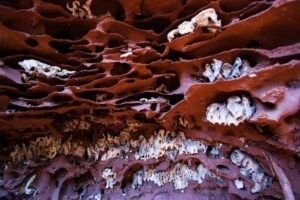 Giardino dei funghi nel termitaio&nbsp;