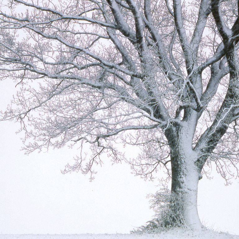 Un albero coperto di neve per un'ondata di maltempo