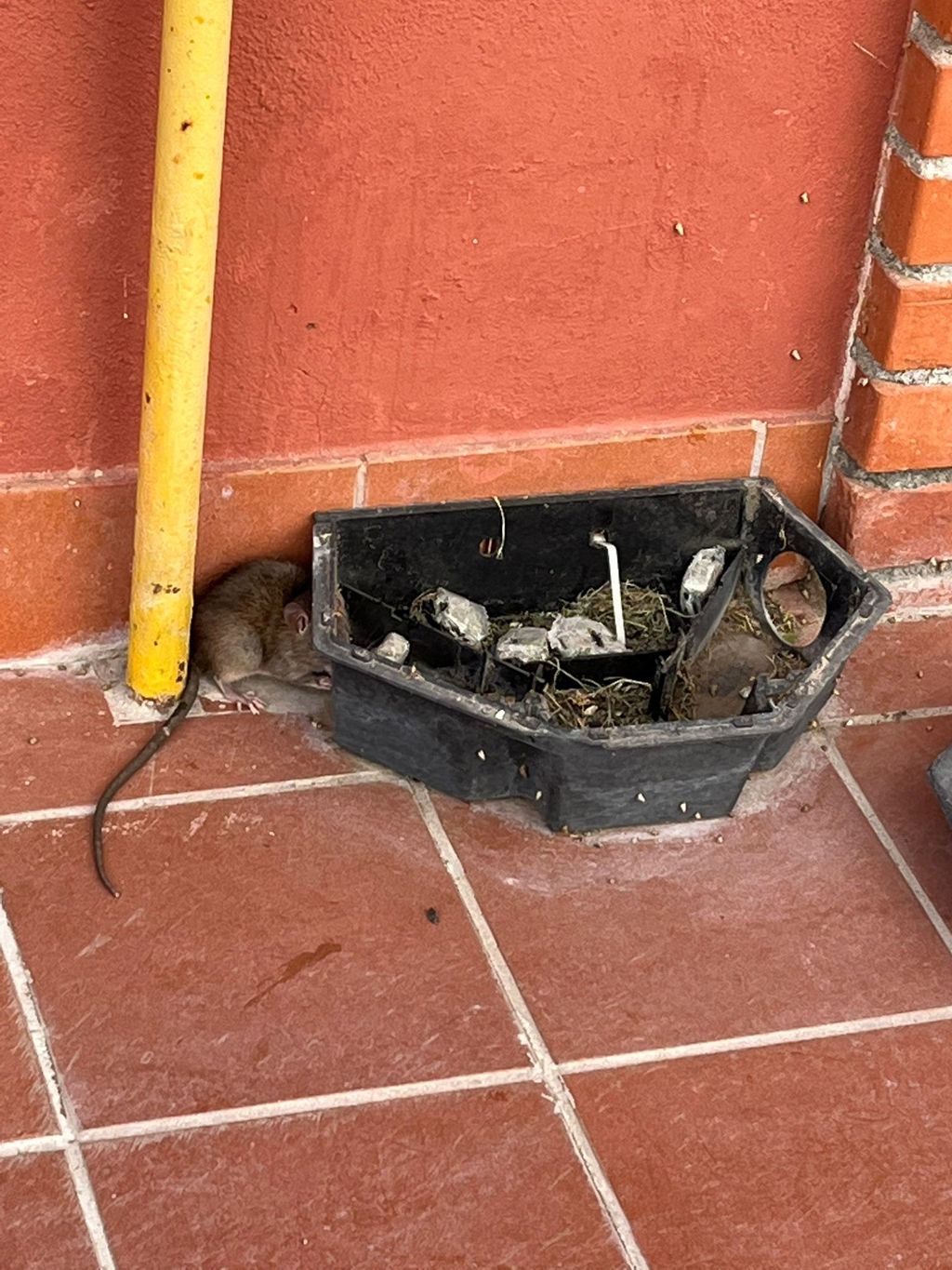 Attivit&agrave; di derattizzazione &nbsp;