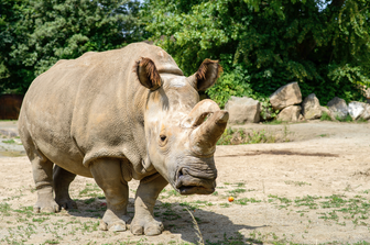 Rinoceronte bianco settentrionale &nbsp;
