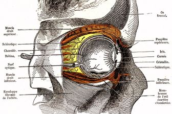 L'occhio umano