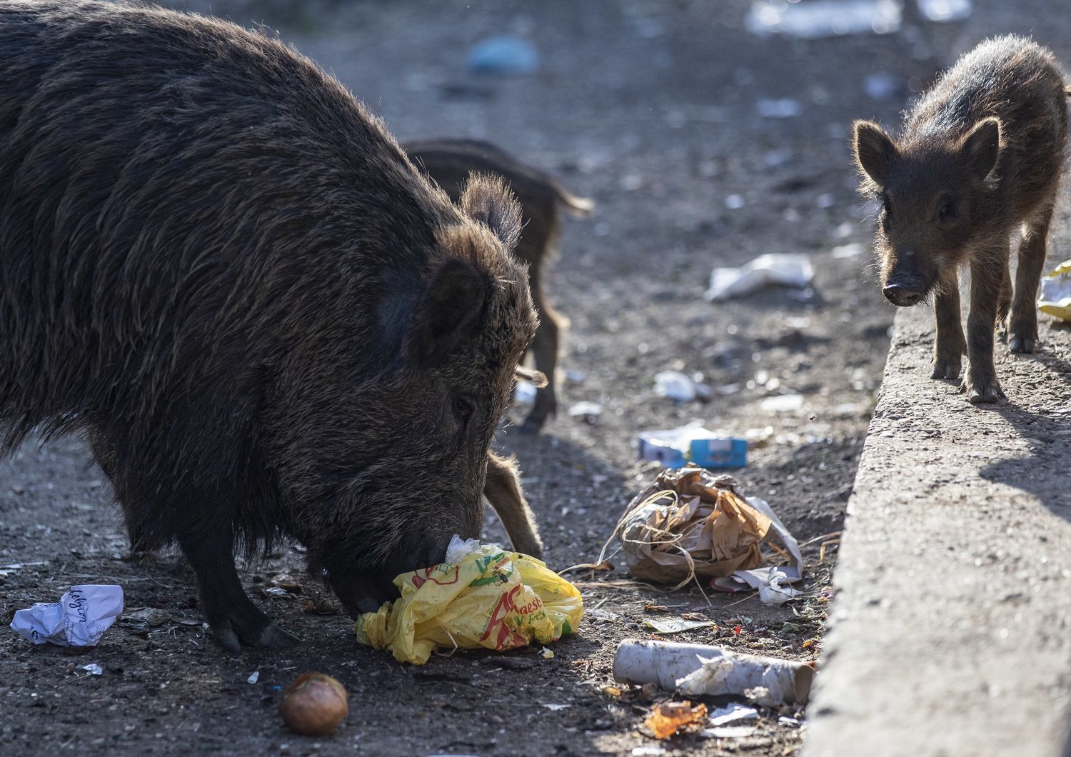 Cinghiali a Roma cercano cibo tra i cassonetti dei rifiuti&nbsp;