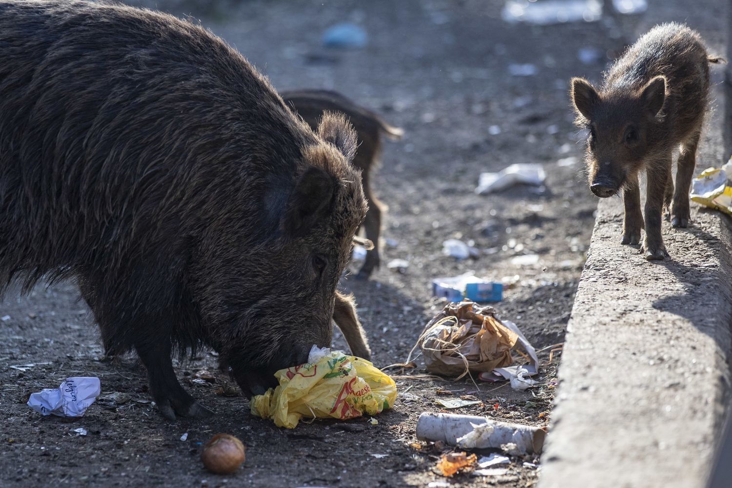 Cinghiali a Roma cercano cibo tra i cassonetti dei rifiuti&nbsp;