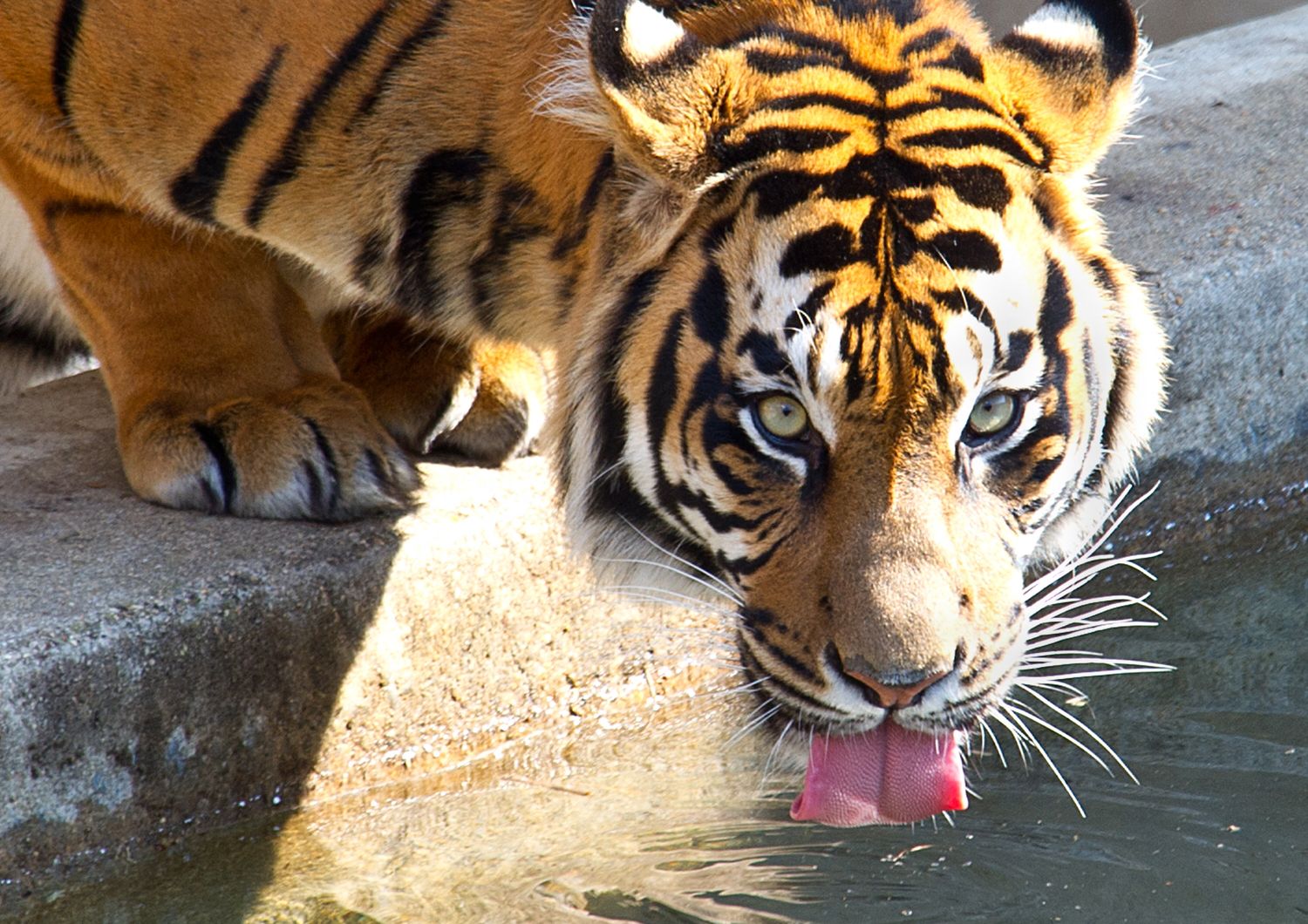 Una tigre allo zoo Smithsonian