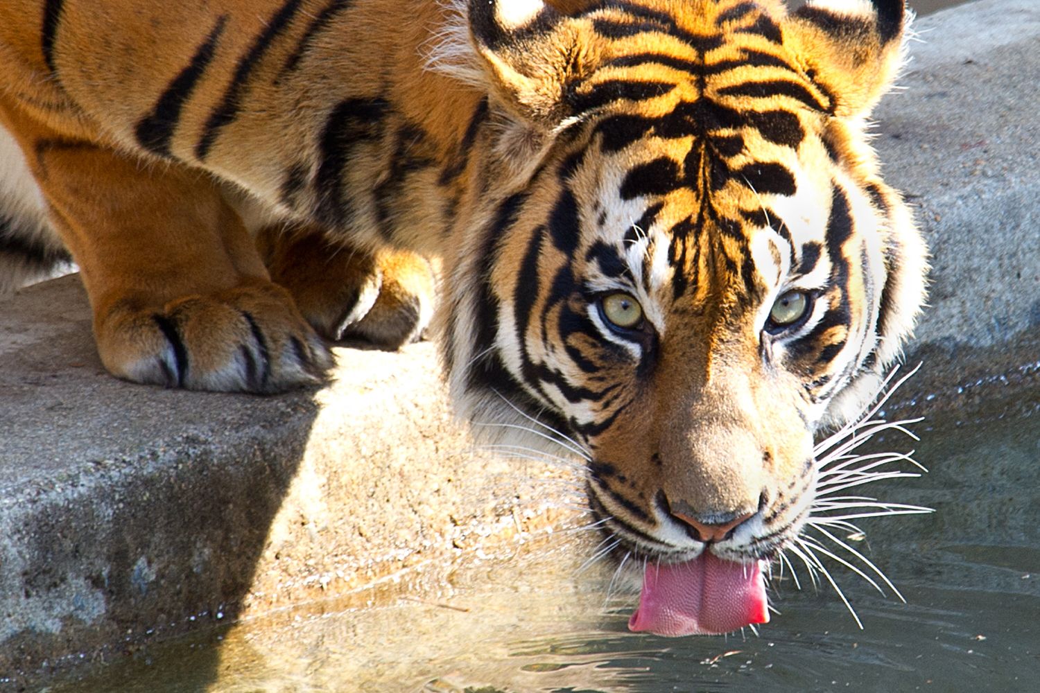 Una tigre allo zoo Smithsonian