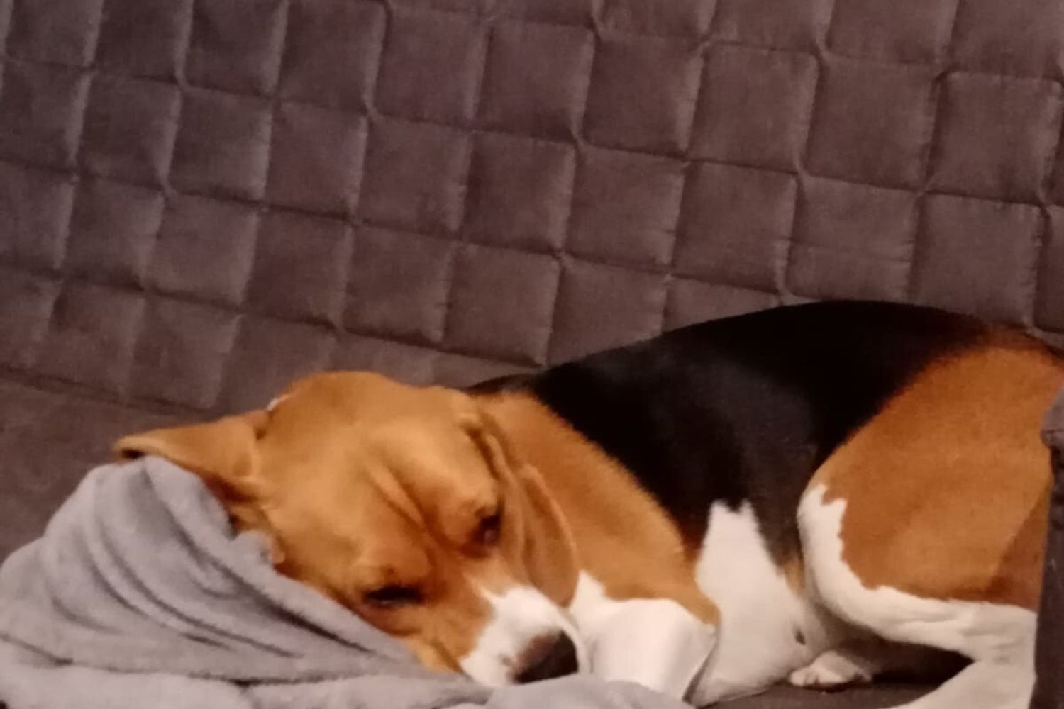 Cane impaurito dai botti di Capodanno