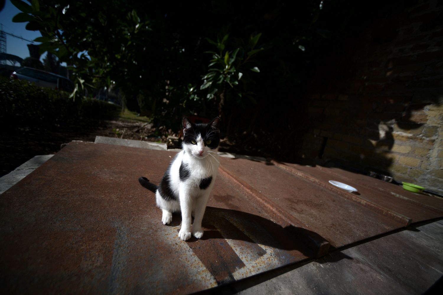 Un gatto del Vaticano, tra i prediletti di Papa Ratzinger