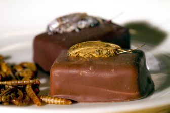 Cioccolatini accompagnati da grilli alla farina essiccata &nbsp;