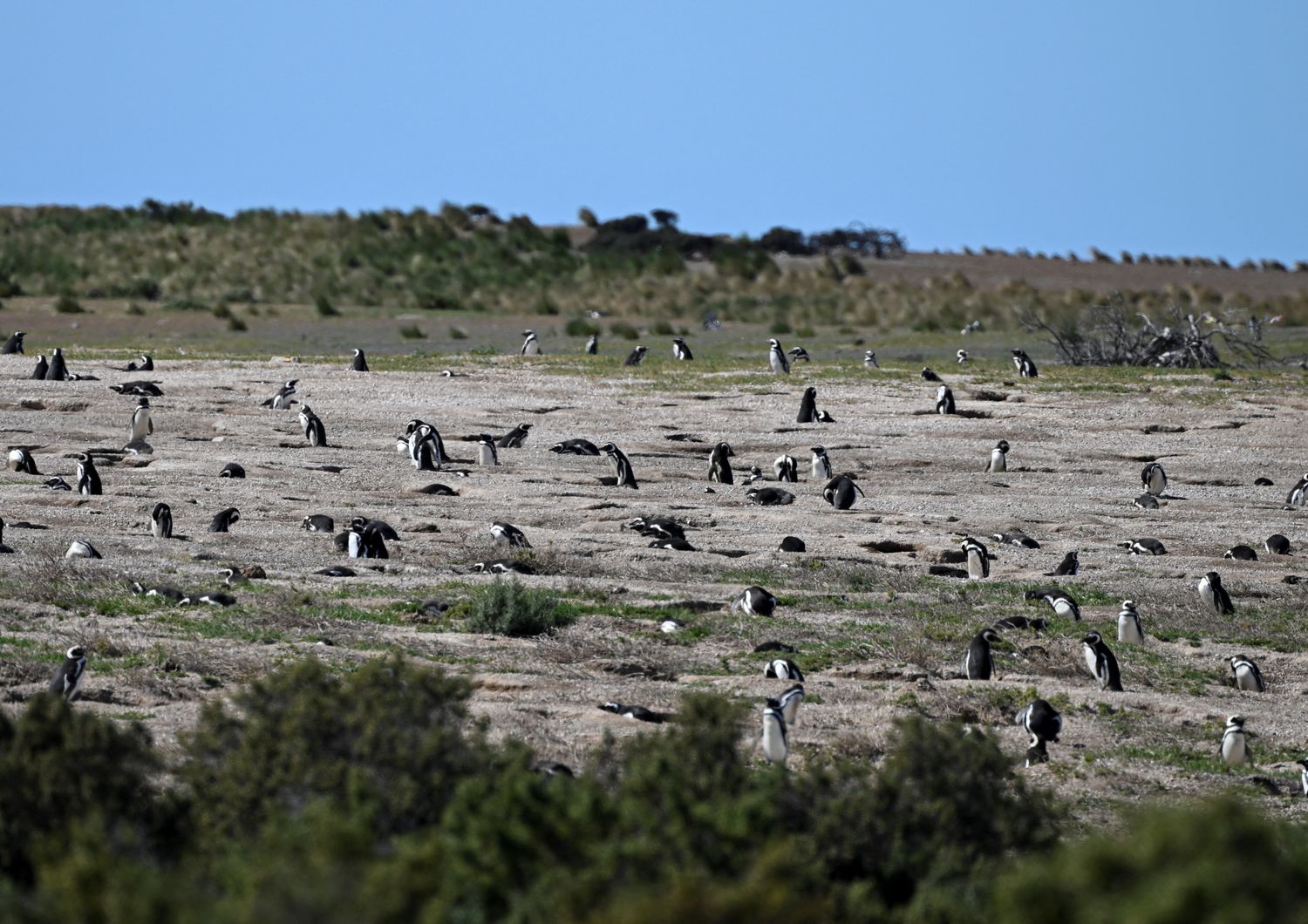 I pinguini di Magellano &nbsp;