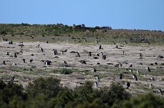 I pinguini di Magellano &nbsp;