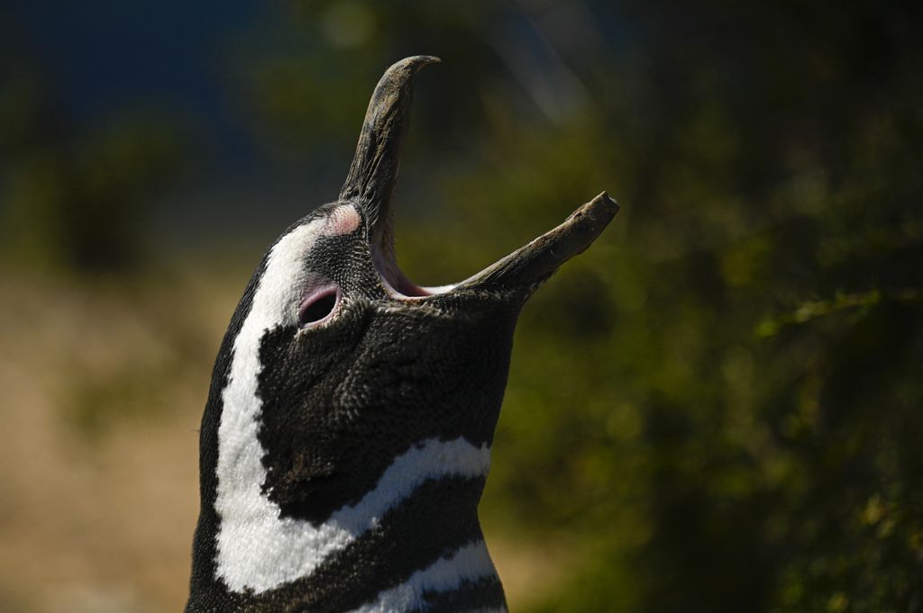 Un pinguino di Magellano &nbsp;