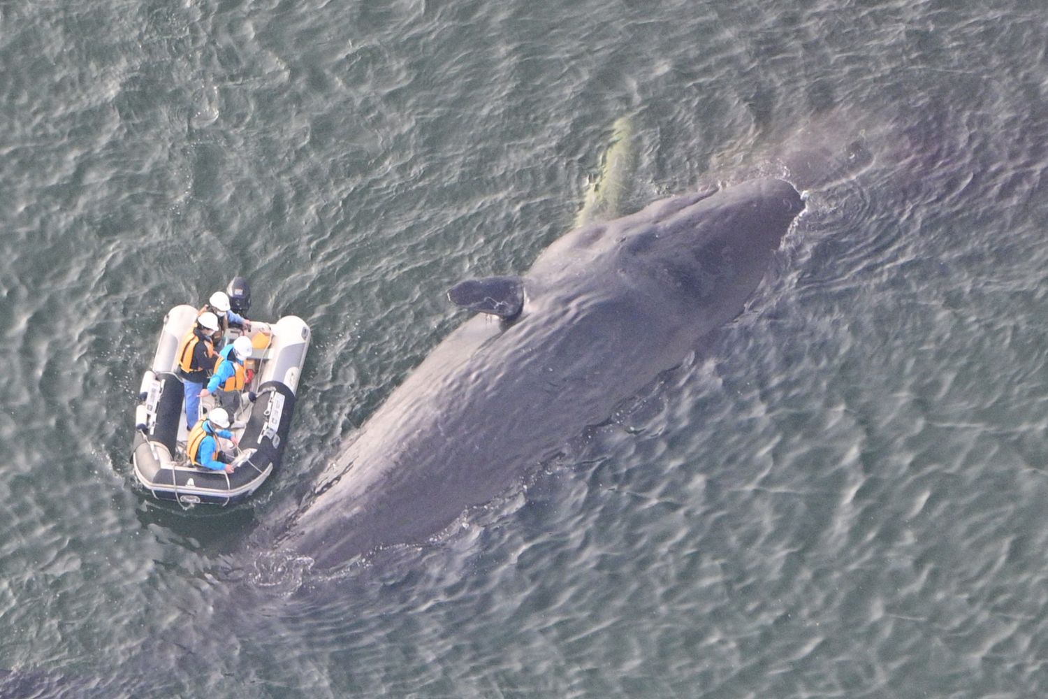 Capodoglio arenato e morto vicino a Osaka