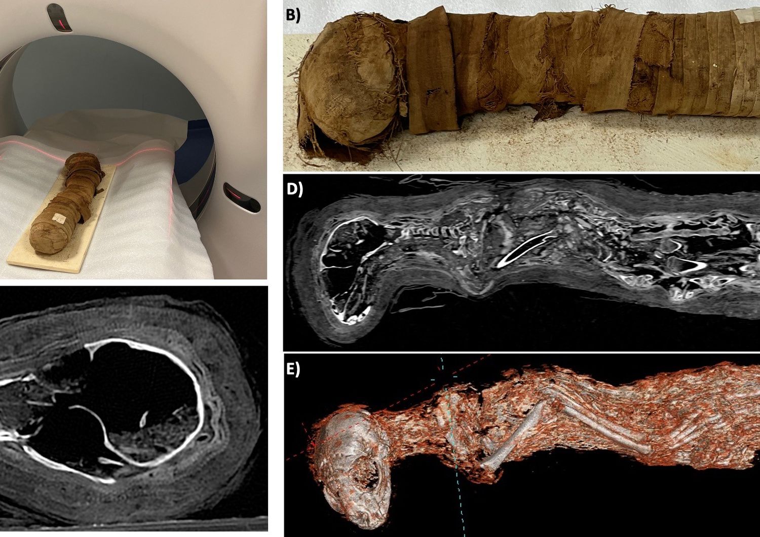 tomografia mummia egizia svela segreti sacrificio di un gatto
