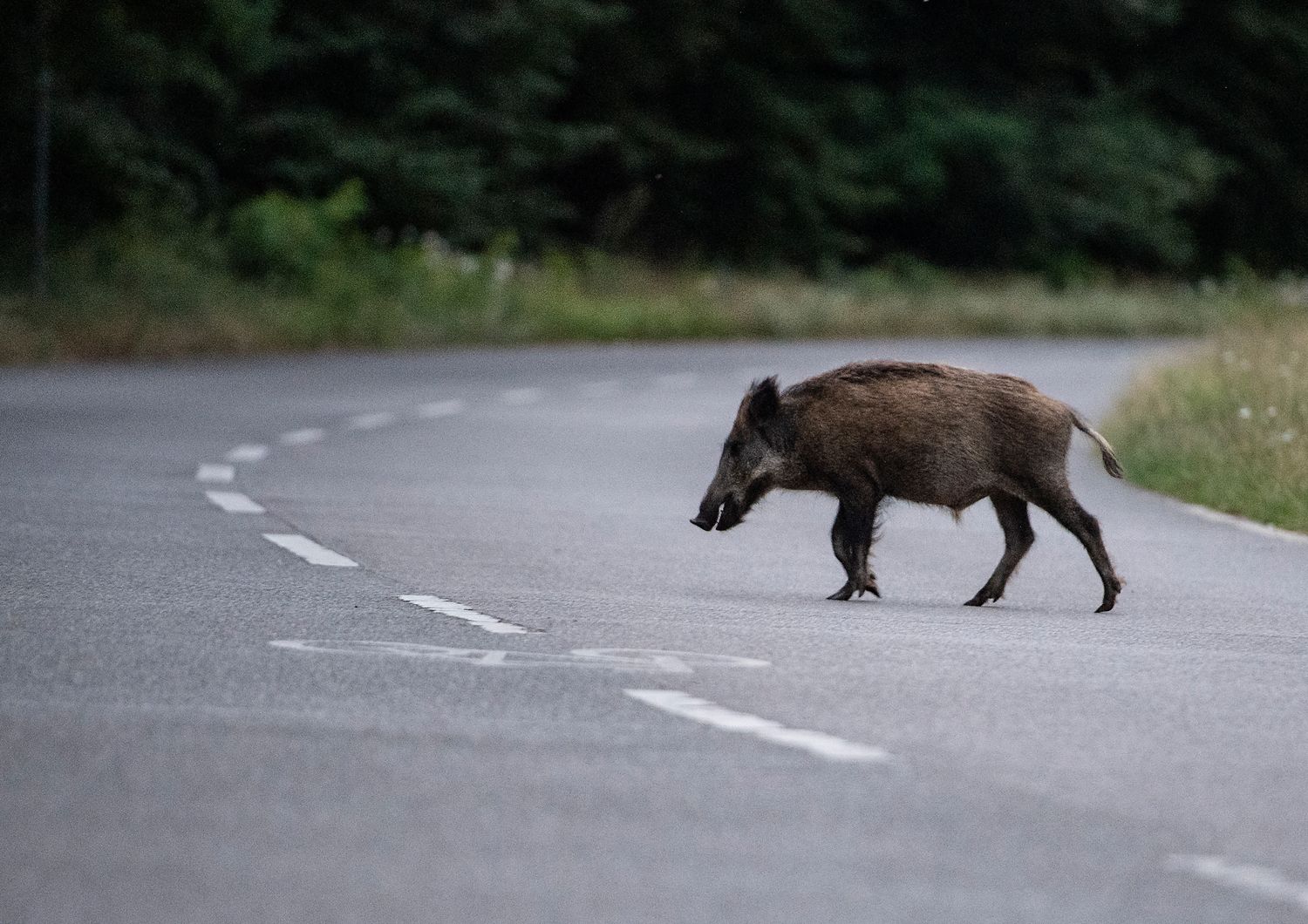 Un cinghiale attraversa la strada