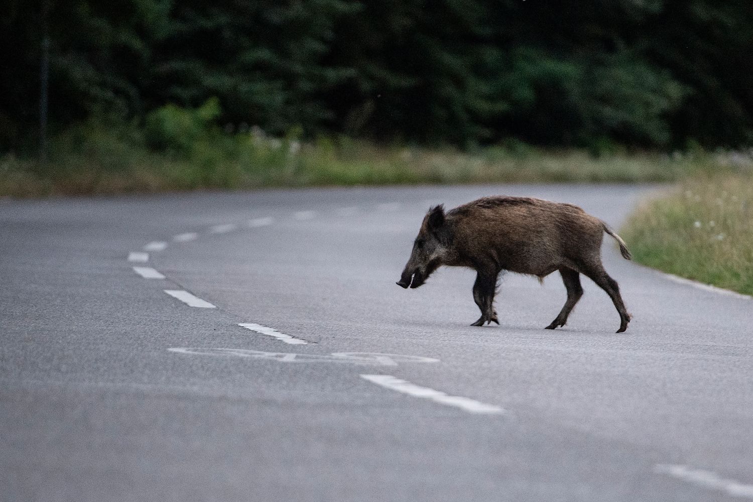 Un cinghiale attraversa la strada