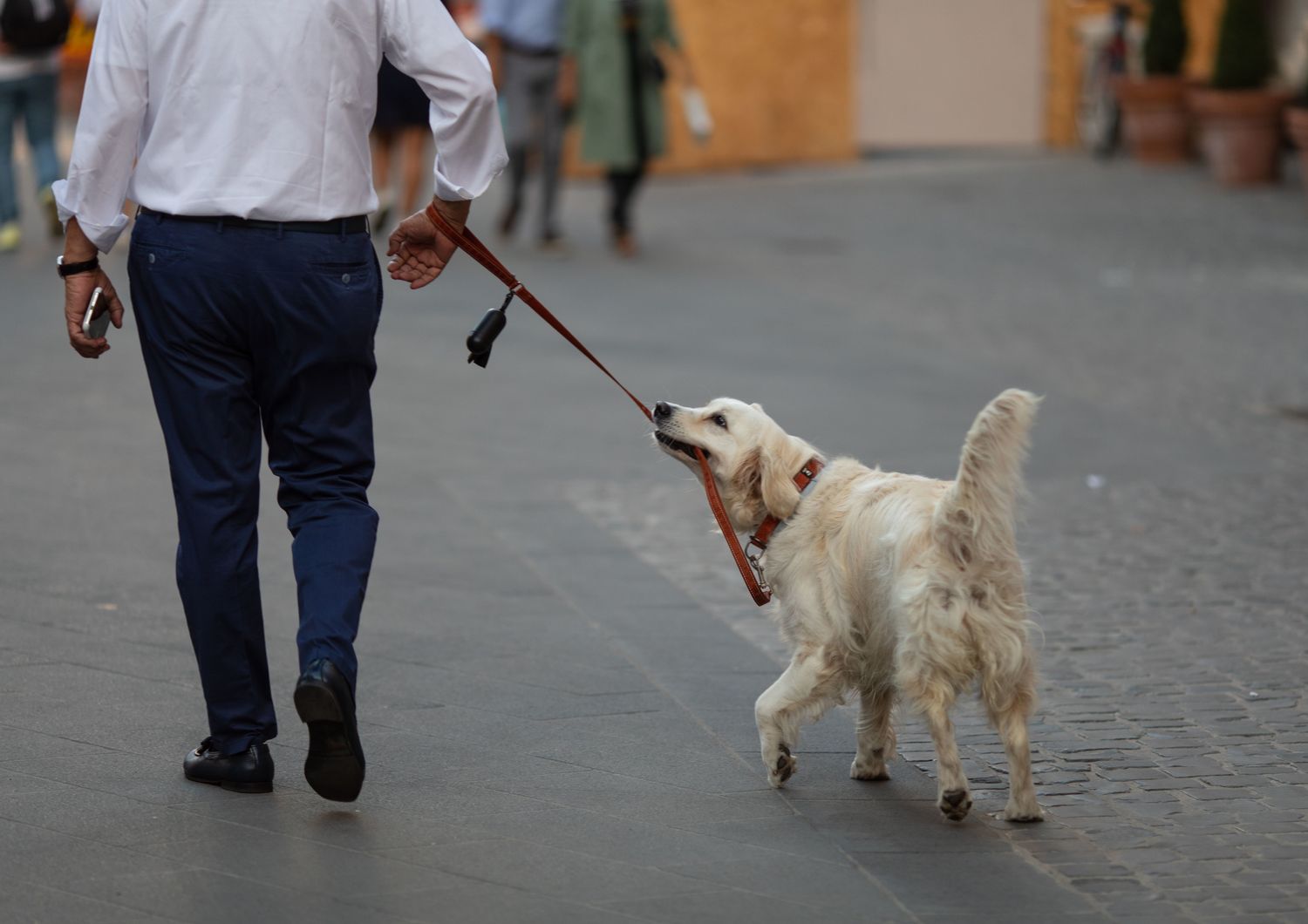 Cane al guinzaglio&nbsp;