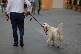 Cane al guinzaglio&nbsp;