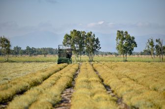 agri feedstock filiera biocarburanti eni
&nbsp;