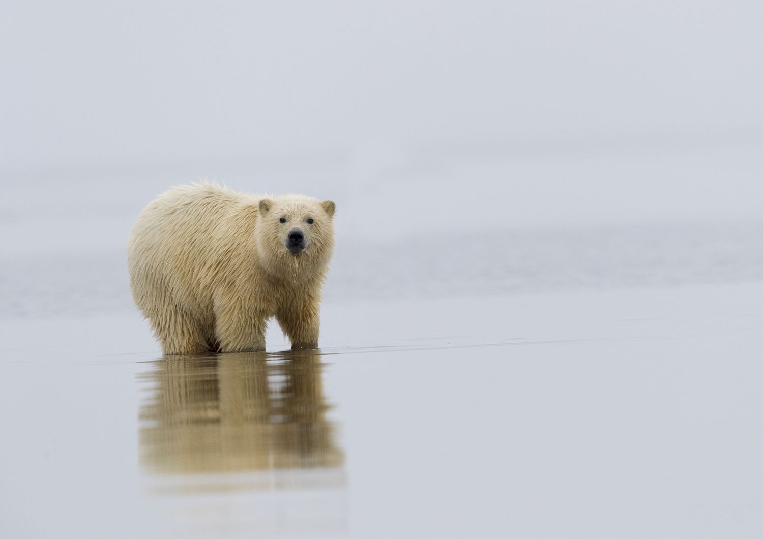 alaska orso polare uccide mamma e figlio