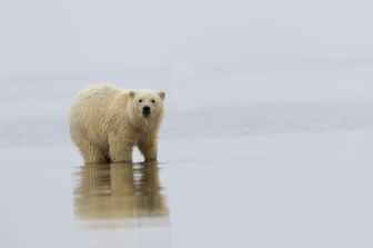 alaska orso polare uccide mamma e figlio