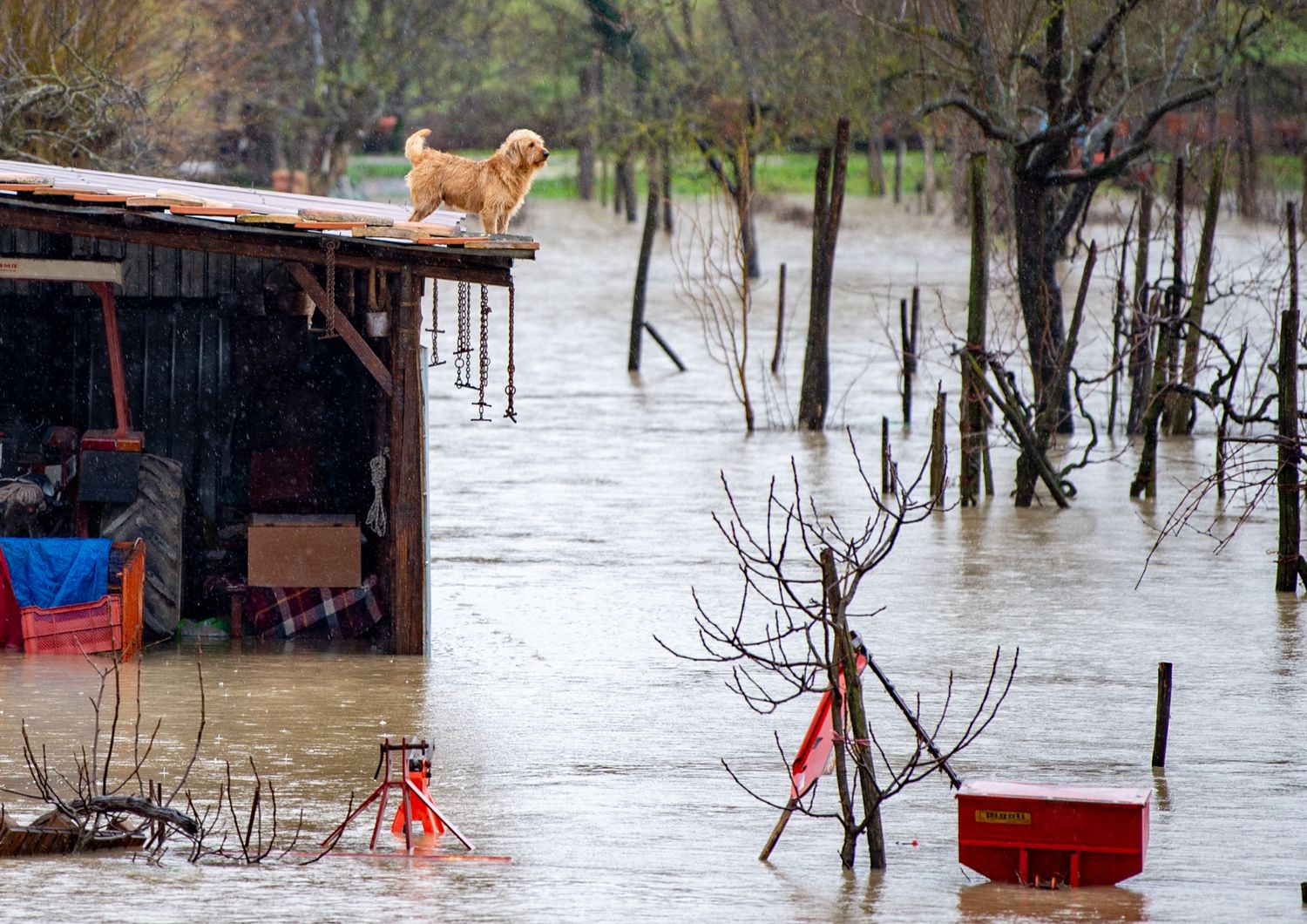 Alluvione nel Reatino, un cane si rifugia sul tetto