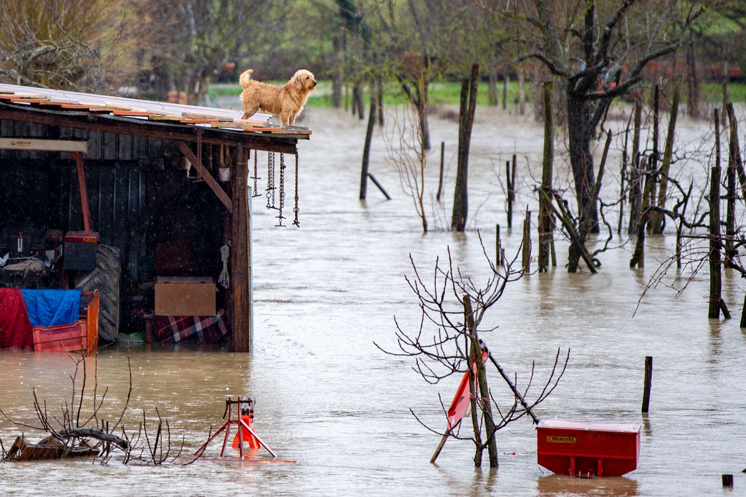Alluvione nel Reatino, un cane si rifugia sul tetto