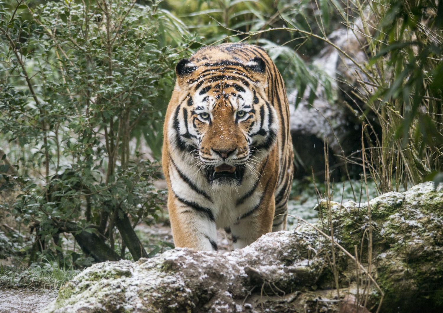 Una tigre siberiana