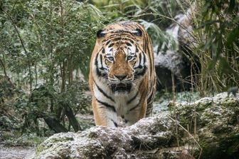 Una tigre siberiana