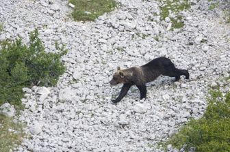 Un orso marsicano